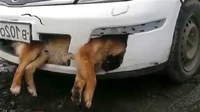Юридическая ответственность за сбитую собаку на дороге