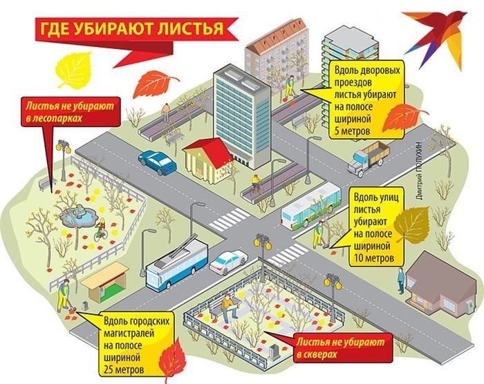 Как власти регулируют уборку листьев