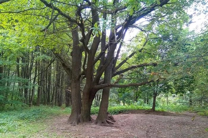 Измайловский парк культуры и отдыха (метро Измайловская)